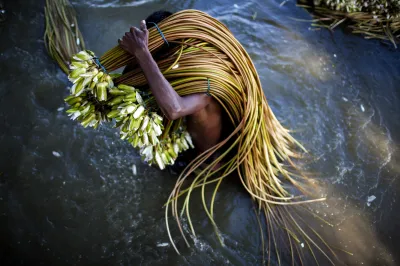 a farmer harvests water lilies in Bangladesh