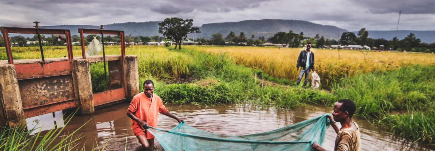 Two rice farmers utilize an irrigation system within their field, netting catfish